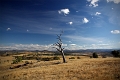 windy tree